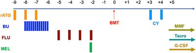 Case Report: Haploidentical Bone Marrow Transplantation in Two Brothers With Wiskott–Aldrich Syndrome Using Their Father as the Donor